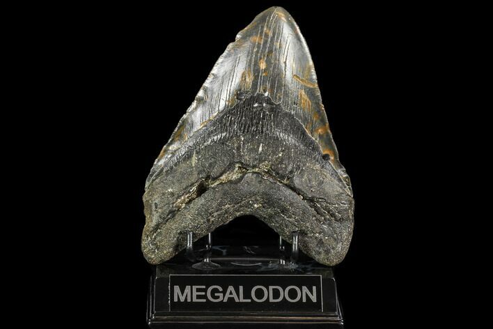 Serrated, Fossil Megalodon Tooth - + Foot Shark #109140